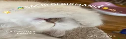 Sacro di Birmania gatti in vendita: CUCCIOLI SACRO BIRMANIA BOLOGNA - Annuncio 7