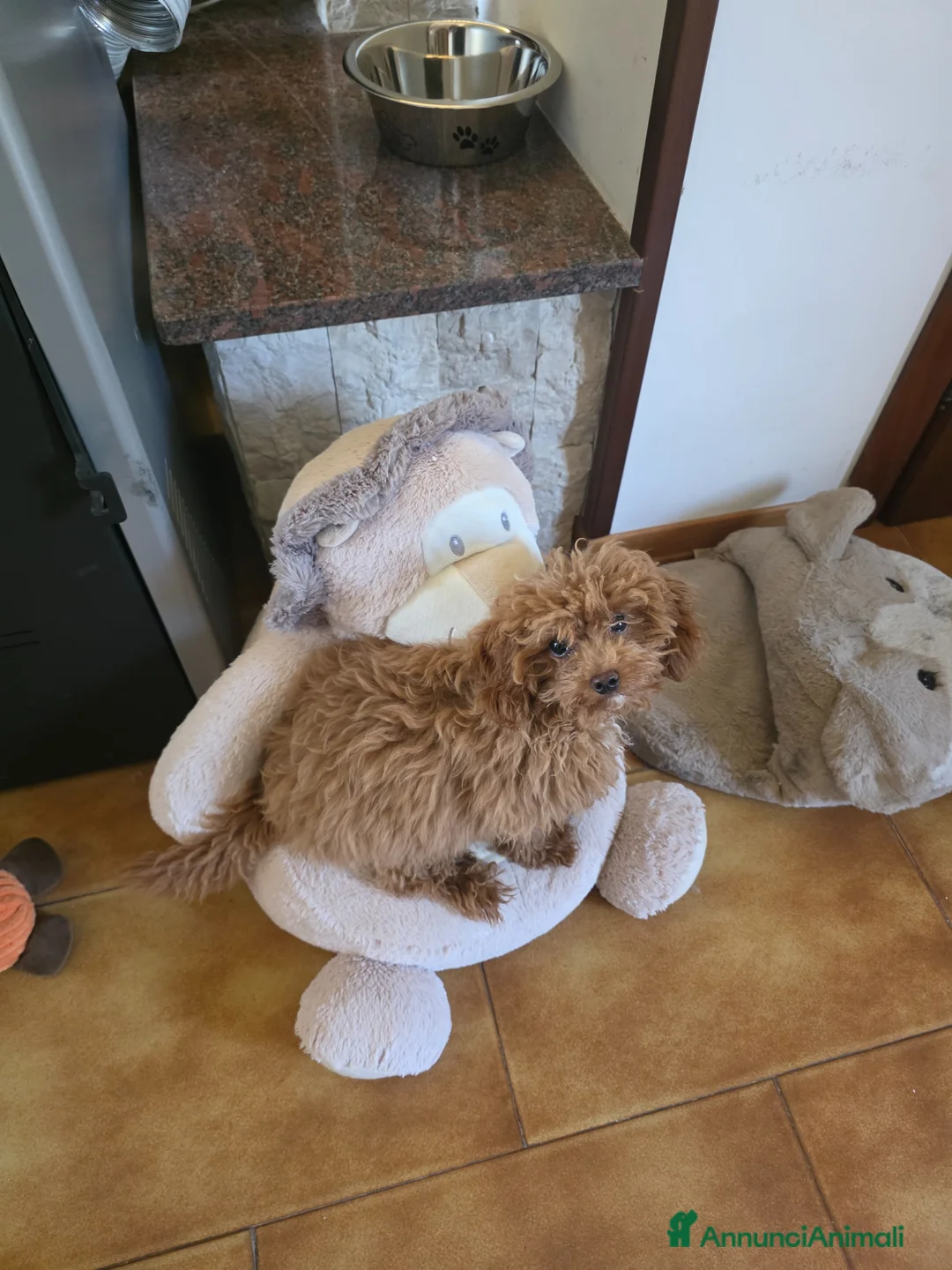 Maltipoo cani in vendita: Cucciola cerca mamma a Provincia di Ascoli Piceno - Annuncio 2