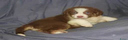 Australian Shepherd cani in vendita: Pastore australiano Australian Shepherd cuccioli - Annuncio 5
