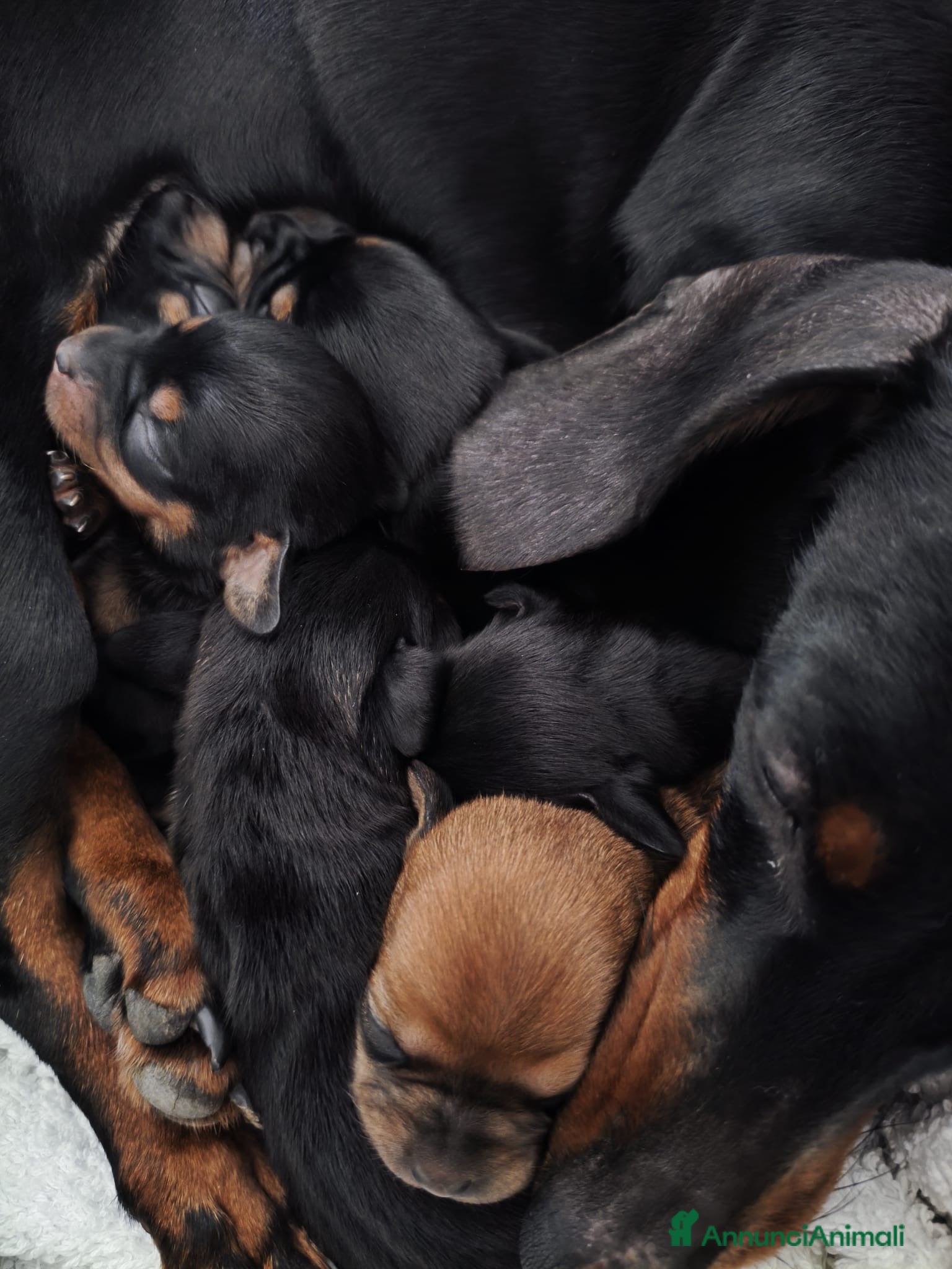 Meticcio cani Cuccioli Chiweenie  - Annuncio 7