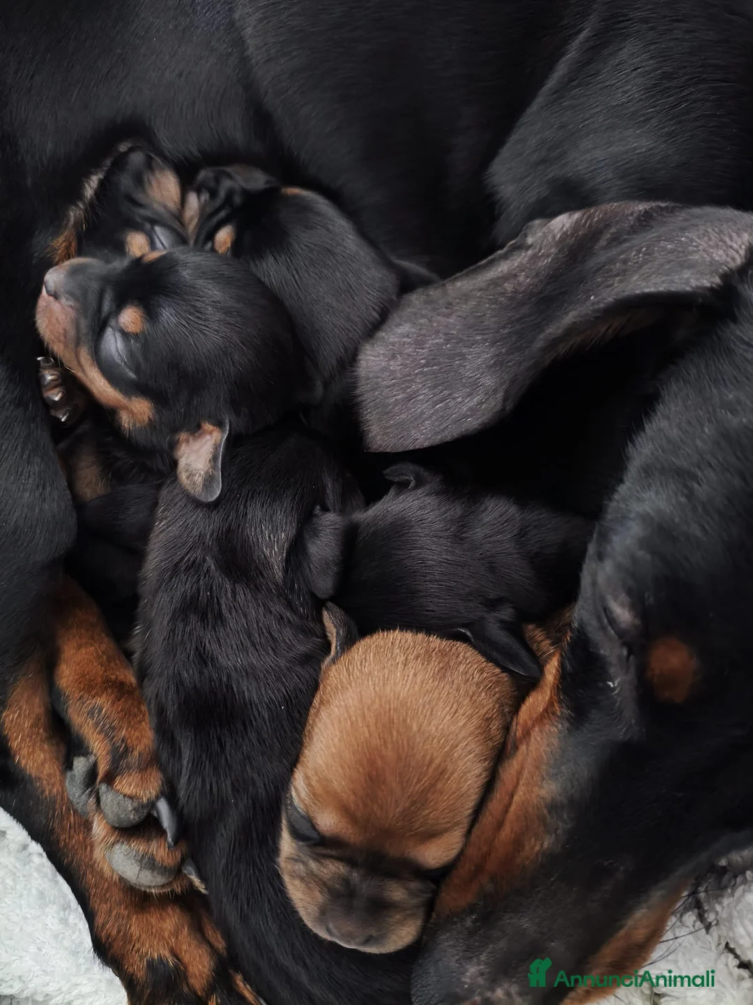 Meticcio cani in vendita: Cuccioli Chiweenie  - Annuncio 1