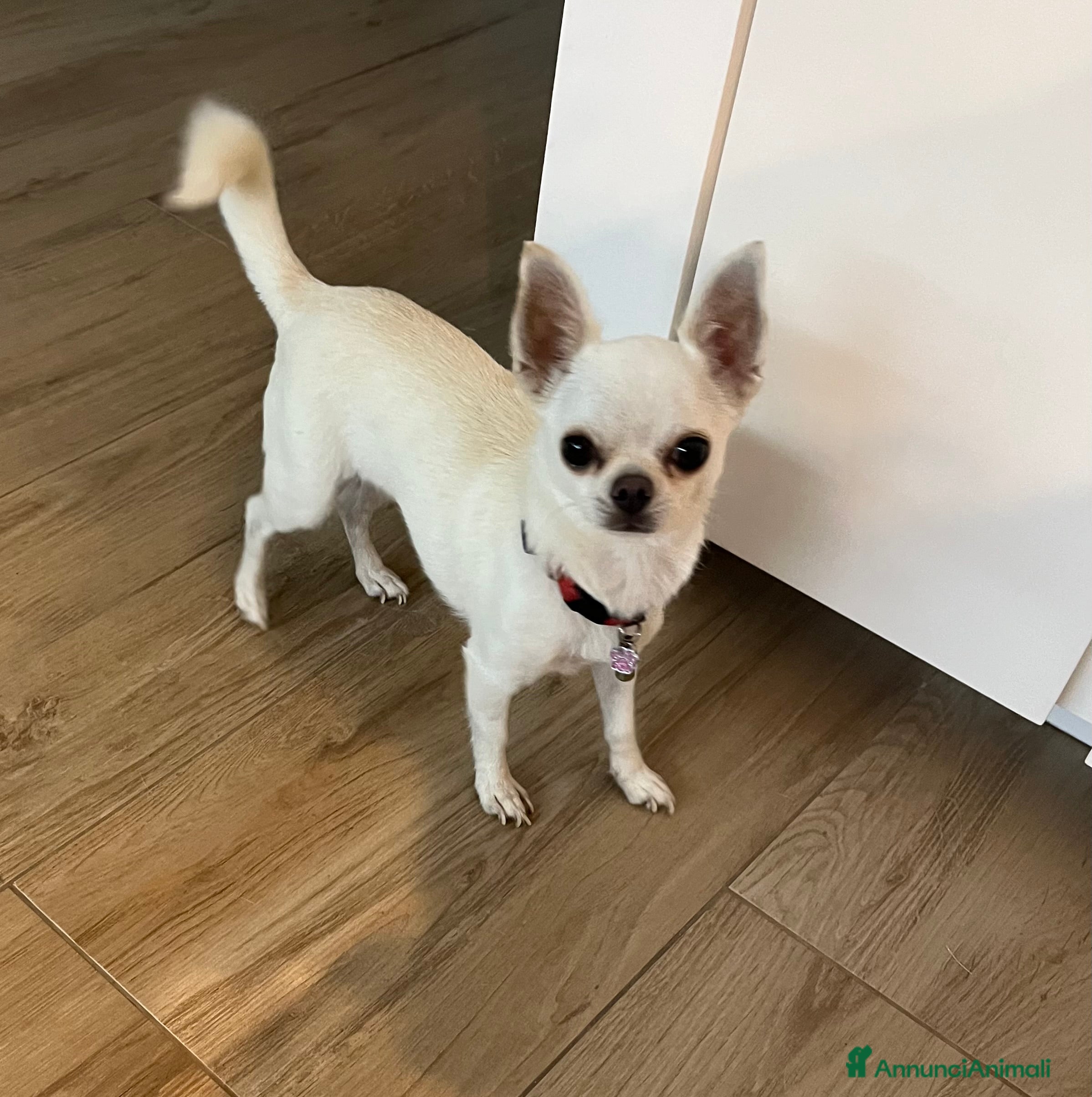 Chihuahua cani Chihuahua maschi con pedigree - Annuncio 1