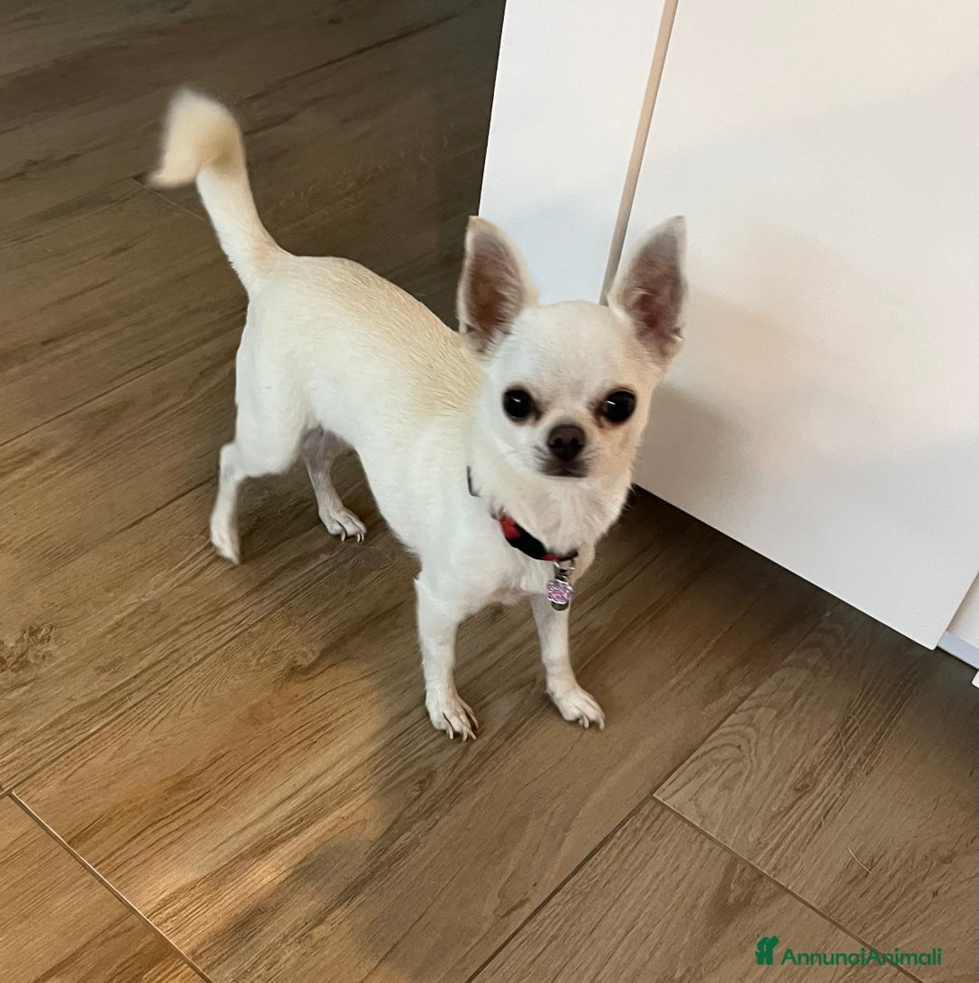 Chihuahua cani in vendita: Chihuahua maschi con pedigree - Annuncio 1