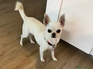 Chihuahua cani Chihuahua maschi con pedigree - Annuncio 7