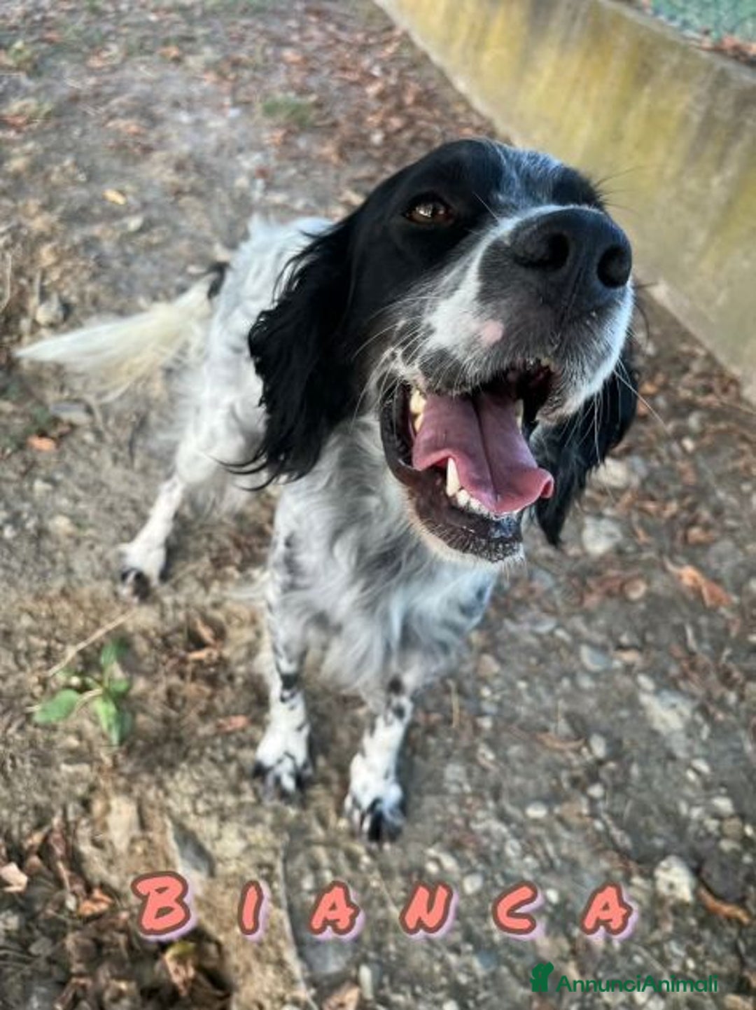 Setter Inglese cani in regalo: BIANCA dolcissima setterina - Annuncio 2