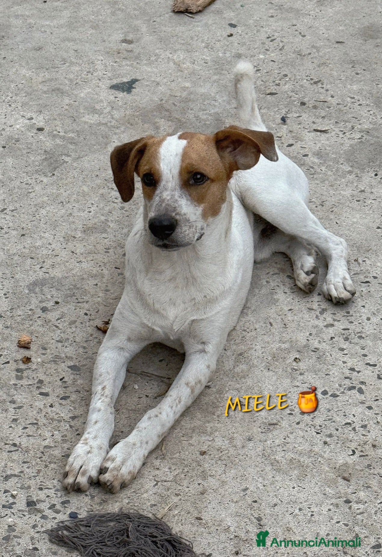 Meticcio cani UNA MAMMA PER MIELE - Annuncio 13