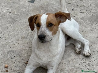 Meticcio cani UNA MAMMA PER MIELE - Annuncio 8