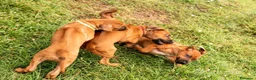 Rhodesian Ridgeback cani in vendita: Rhodesian Ridgeback da privato - femmina - Annuncio 8