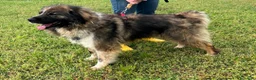 Meticcio cani in regalo: PRUGNA STUPENDA - Annuncio 5