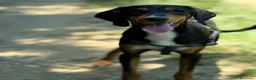 Meticcio cani in regalo: 4 CUCCIOLI simpaticissimi e coccoloni in canile! - Annuncio 6