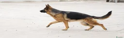 Pastore Tedesco cani in vendita: vendo cucciolo pastore tedesco a pelo lungo - Annuncio 1