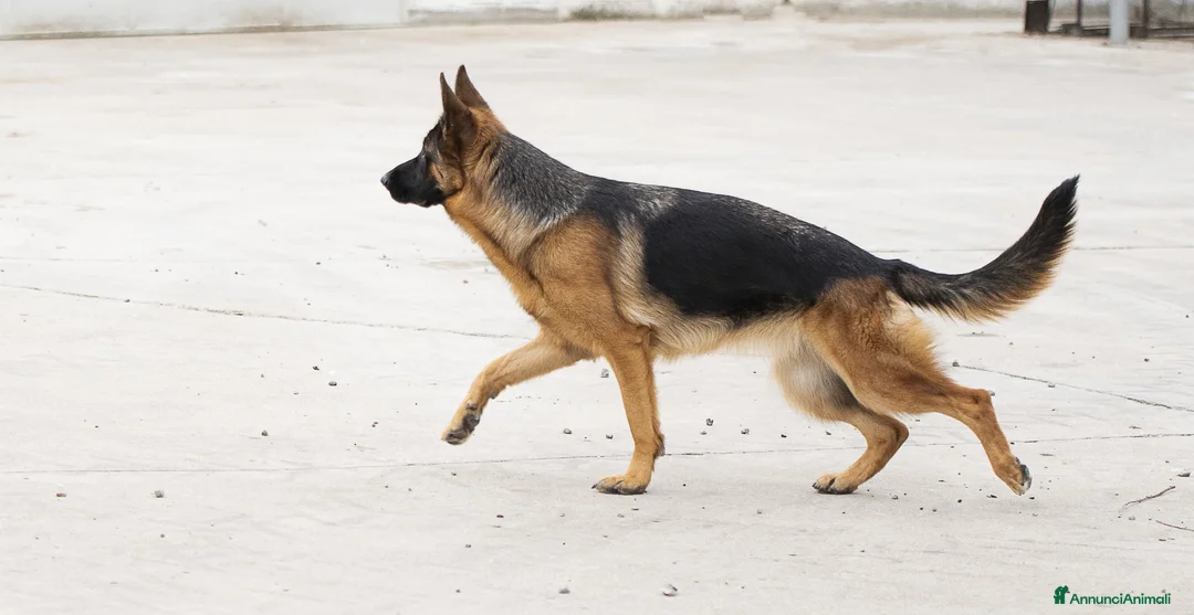 Pastore Tedesco cani in vendita: vendo cucciolo pastore tedesco a pelo lungo - Annuncio 1