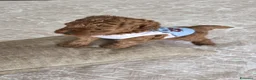 Barboncino cani in vendita: Barboncino  a Provincia di Vercelli - Annuncio 6