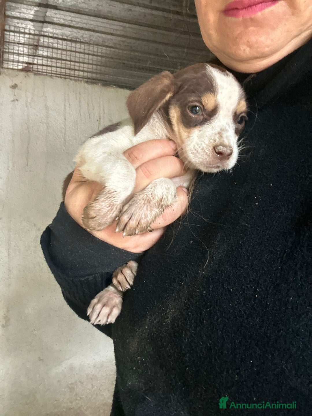 Meticcio cani in regalo: CUCCIOLA TG P - Annuncio 3