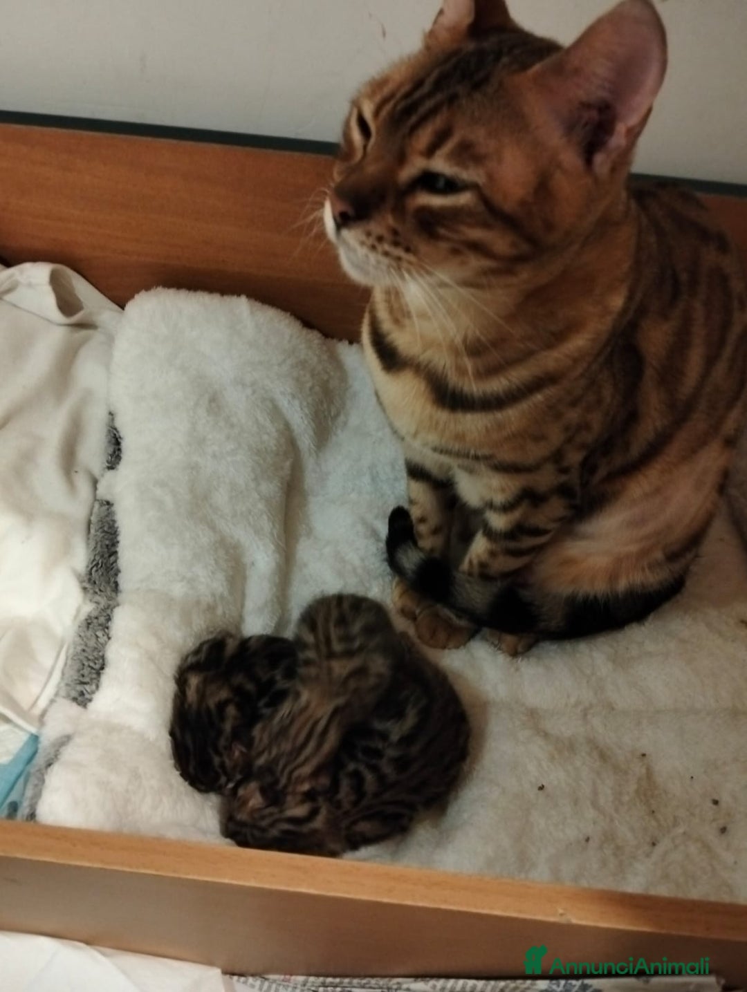 Bengala gatti in vendita: Pedigree Afsi - Annuncio 10