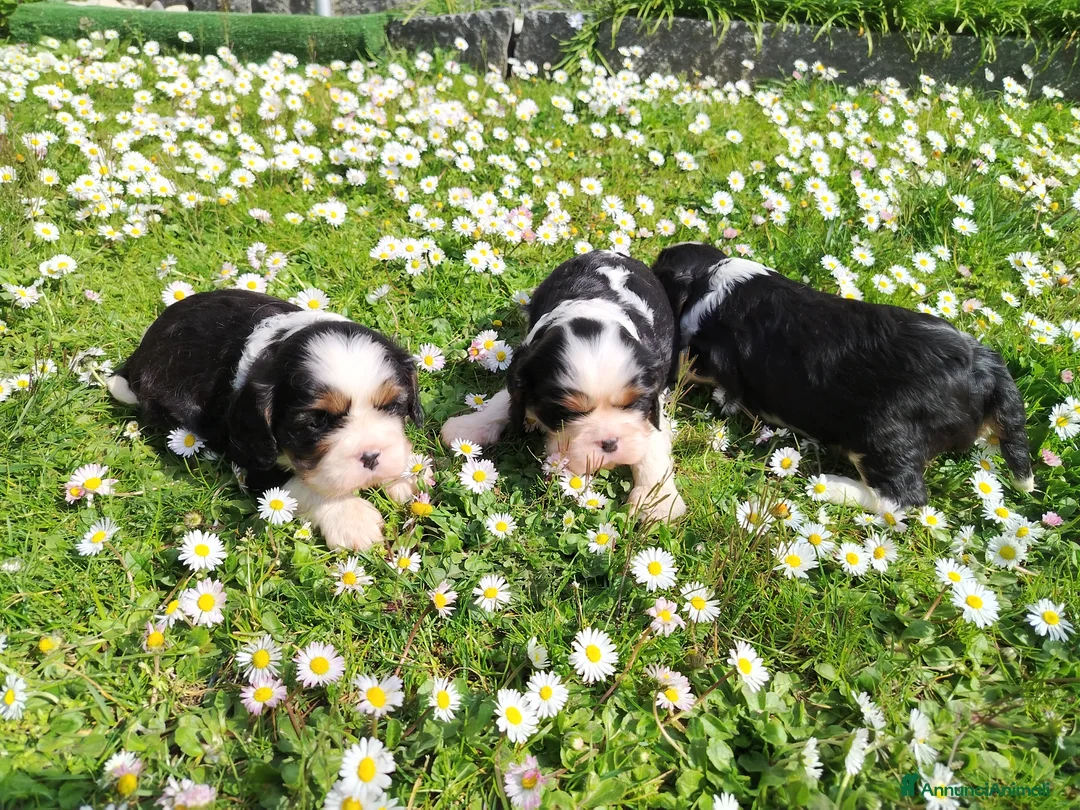 Cavalier King cani in vendita: Cavalier king con pedigree alta genealogia a Provincia di Bergamo - Annuncio 23