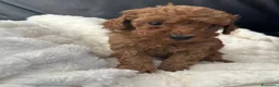 Barboncino Toy cani in vendita: Bellissimi Barboncini toy  - Annuncio 6