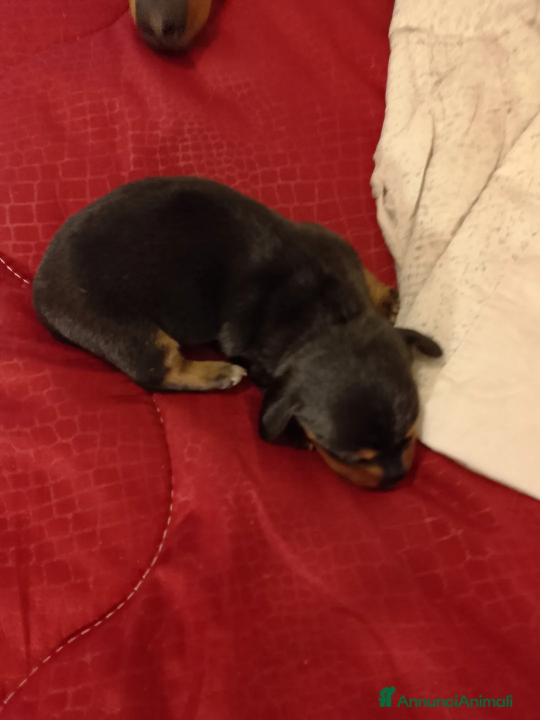 Bassotto cani in vendita: Bassotti puri  - Annuncio 5