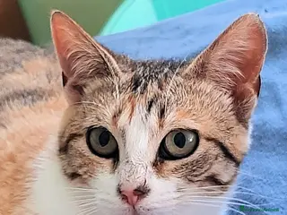 Europeo gatti PESCA GATTINA DOLCISSIMA - Annuncio 5