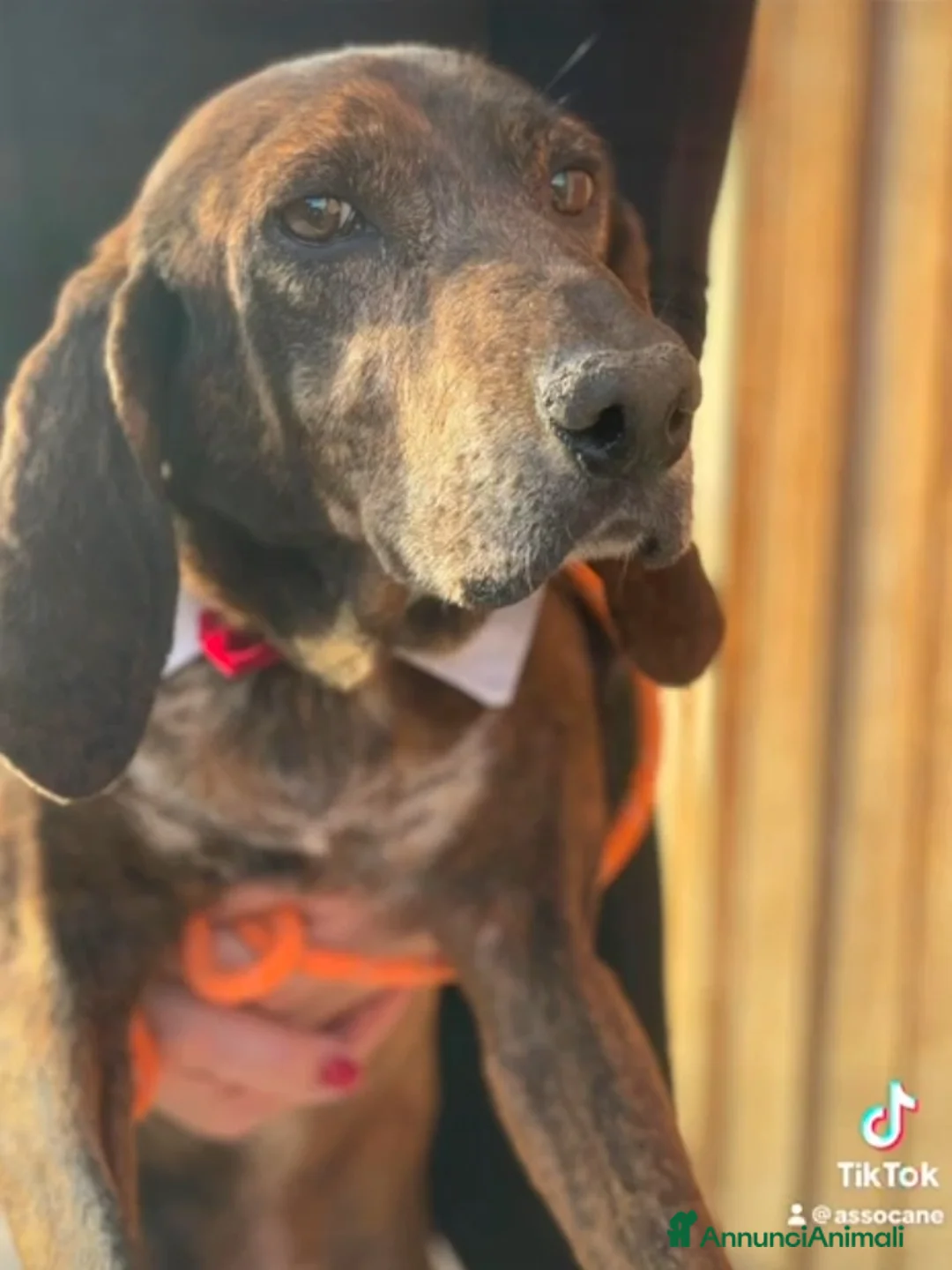 Meticcio cani in regalo: Carlo Segugio 5anni marroncino bello e buono.SICIL - Annuncio 5