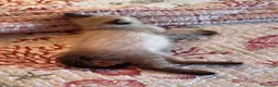 Siamese gatti in vendita: Gattini siamesi seal point - Annuncio 2