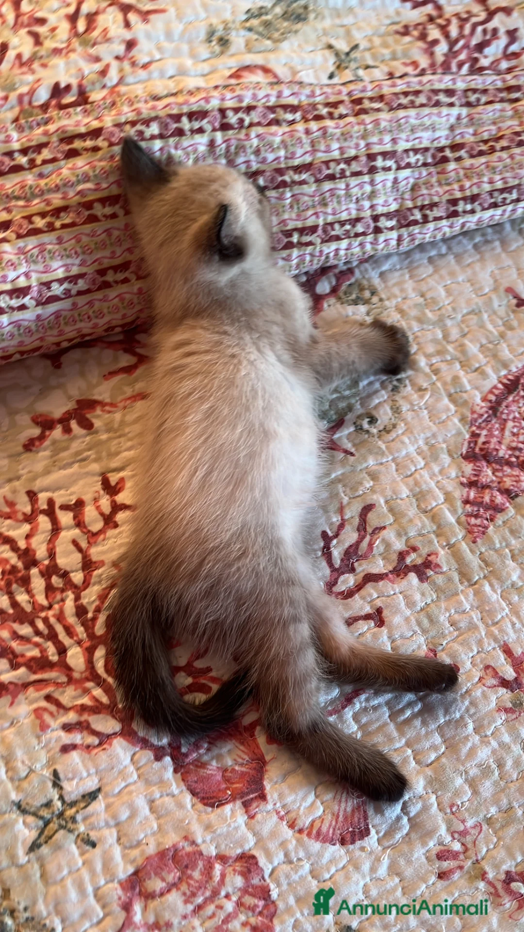 Siamese gatti in vendita: Gattini siamesi seal point - Annuncio 2