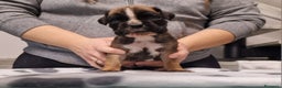 Boxer cani in vendita: Boxer cuccioli con pedigree - Annuncio 15