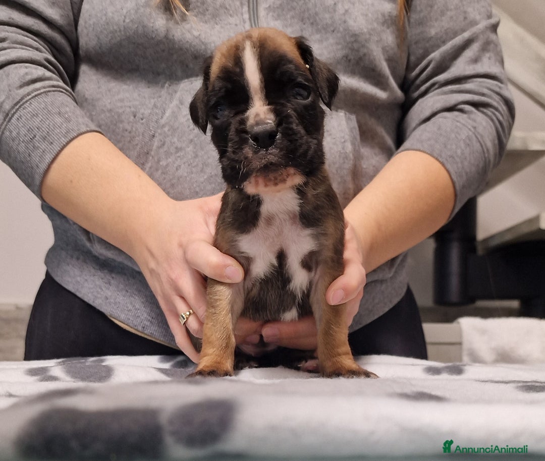 Boxer cani in vendita: Boxer cuccioli con pedigree - Annuncio 15