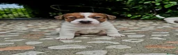 Jack Russell cani in vendita: Cuccioli di jack russell a pelo broken/liscio - Annuncio 11