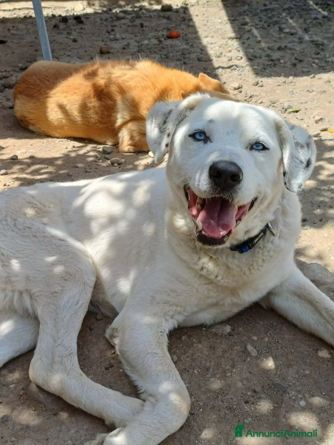 Meticcio cani in regalo: dolcissimo rudy in regalo - Annuncio 3