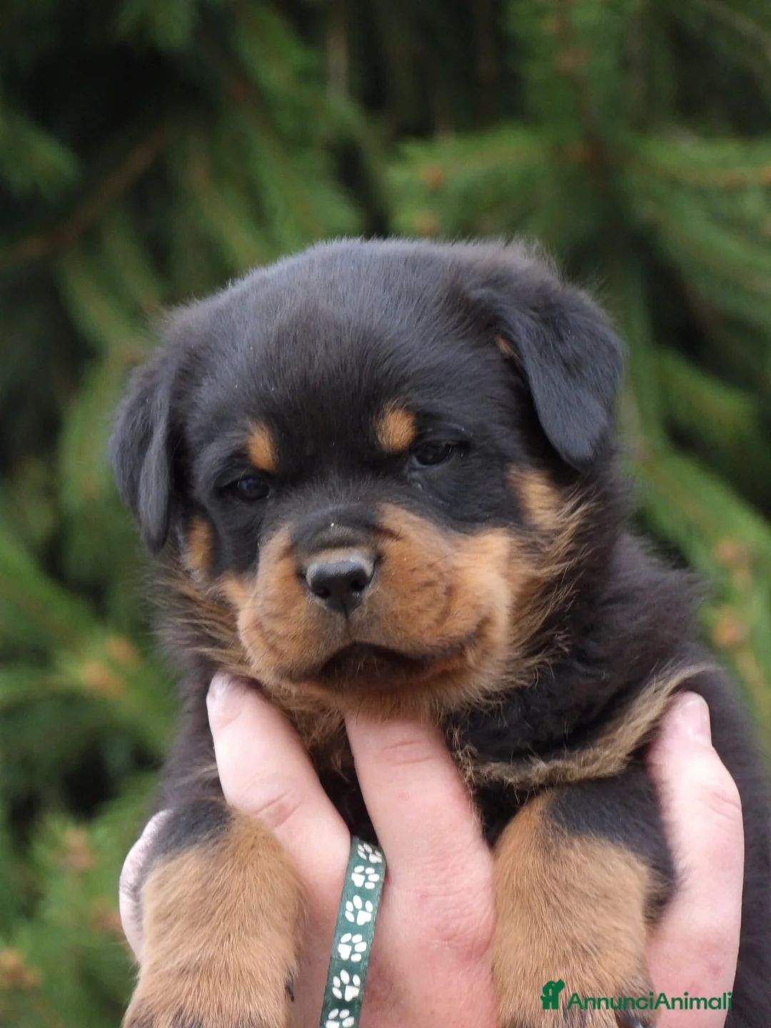 Rottweiler cani in vendita: Rottweiler  - Annuncio 2