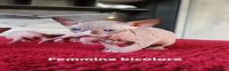 Sphynx gatti in vendita: Cuccioli Canadian Sphynx  - Annuncio 13