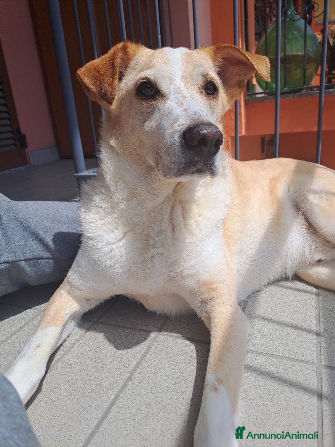 Meticcio cani in regalo: Splendido meticcio - CHARLIE - Annuncio 9