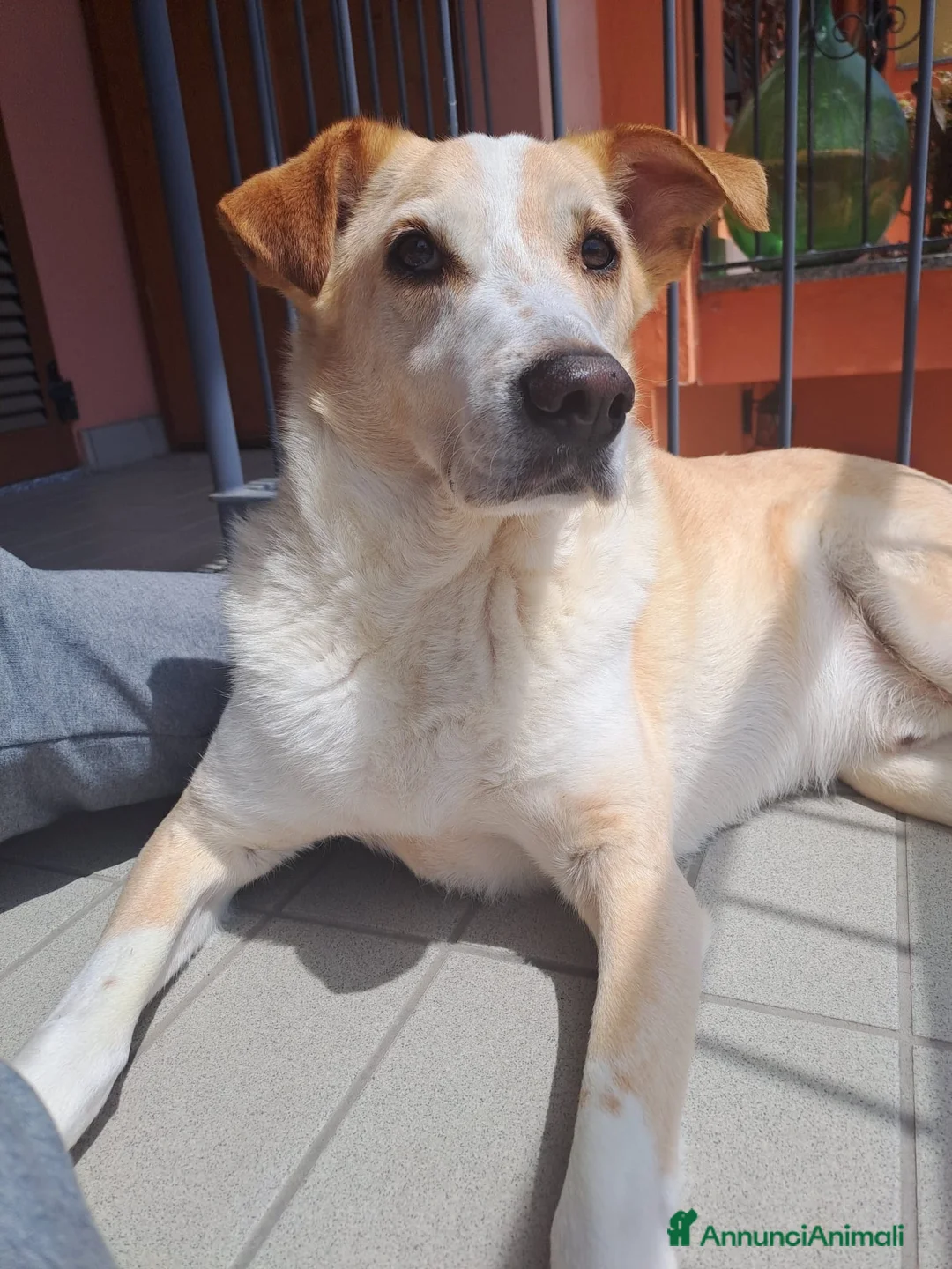 Meticcio cani in regalo: Splendido meticcio - CHARLIE - Annuncio 11