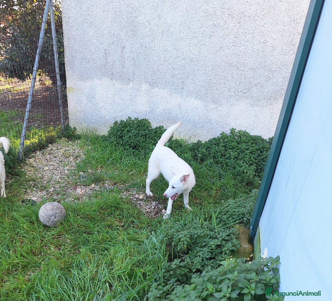 Meticcio cani in regalo: Erik stupendo mix pastore svizzero in adozione  - Annuncio 3