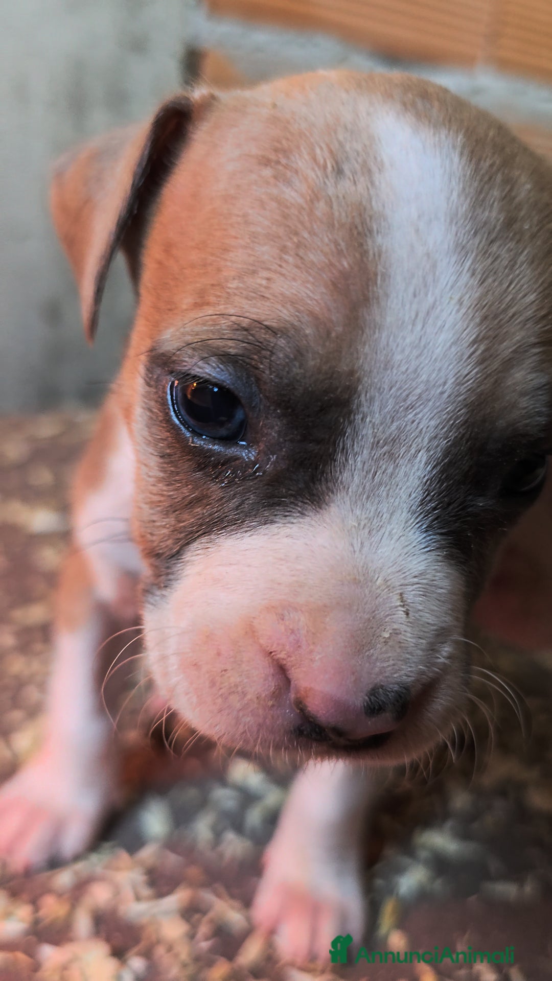 American Staffordshire cani in vendita: Cuccioli Amstaff  - Annuncio 21