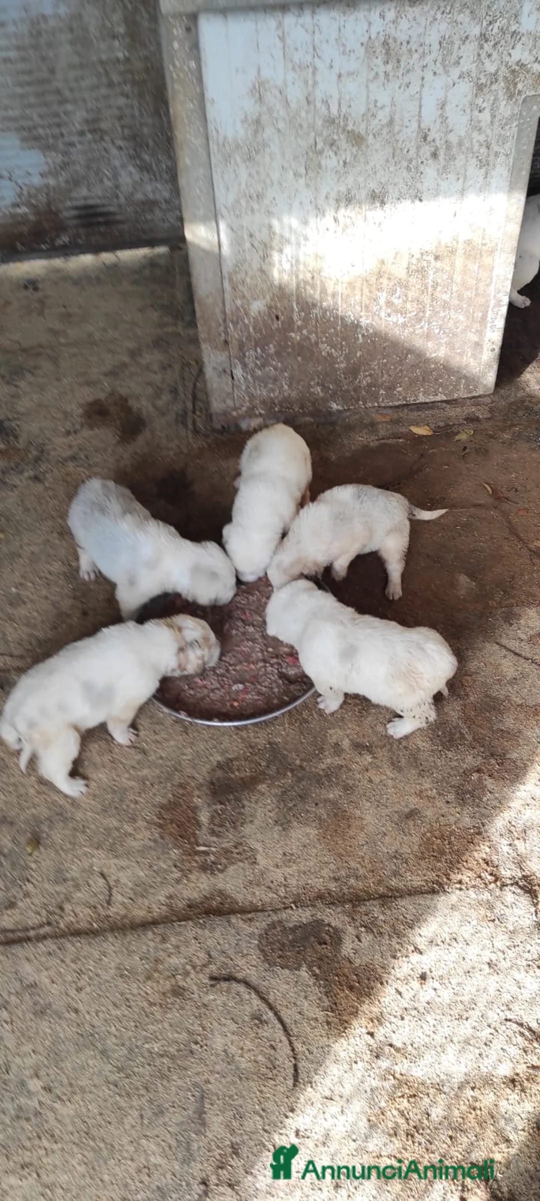 Pastore Asia Centrale cani in vendita: Pastore Asia Centrale  - Annuncio 2