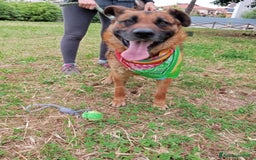 Meticcio cani in regalo: Russell, simil pastore tedesco!  a Provincia di Caserta - Immagine 2