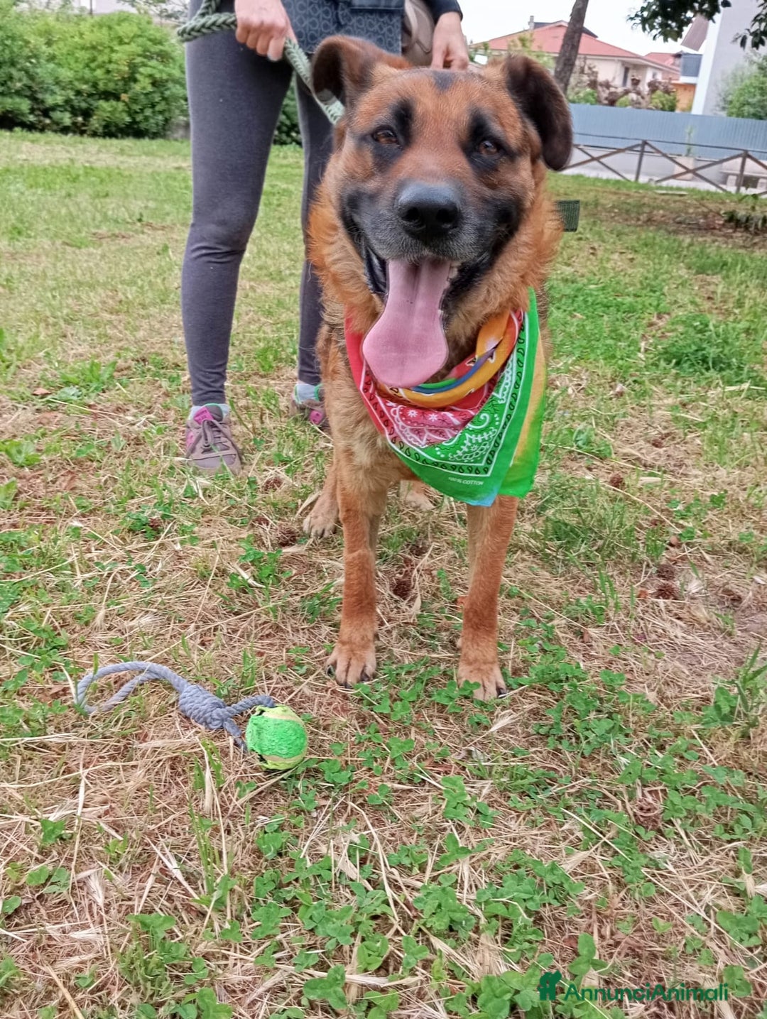 Meticcio cani in regalo: Russell, simil pastore tedesco!  a Provincia di Caserta - Immagine 2