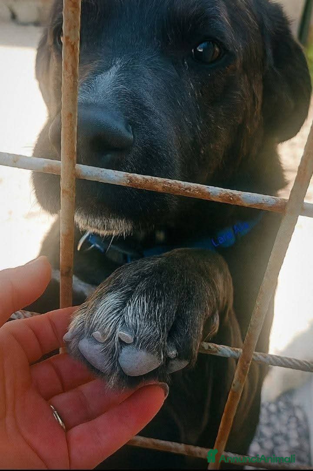 Meticcio cani in regalo: L'Urlo di Teseo - Annuncio 2