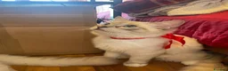 Ragdoll gatti in vendita: Gatto ragdoll - Annuncio 6