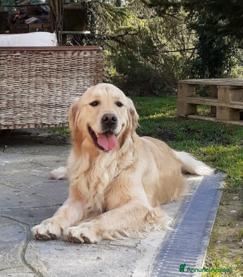 Golden Retriever cani Cuccioli Golden Retriever  - Annuncio 2