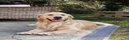 Golden Retriever cani in vendita: Cuccioli Golden Retriever  - Annuncio 2
