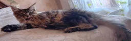 Maine Coon gatti in vendita: MAINE COON XXL   - Annuncio 6