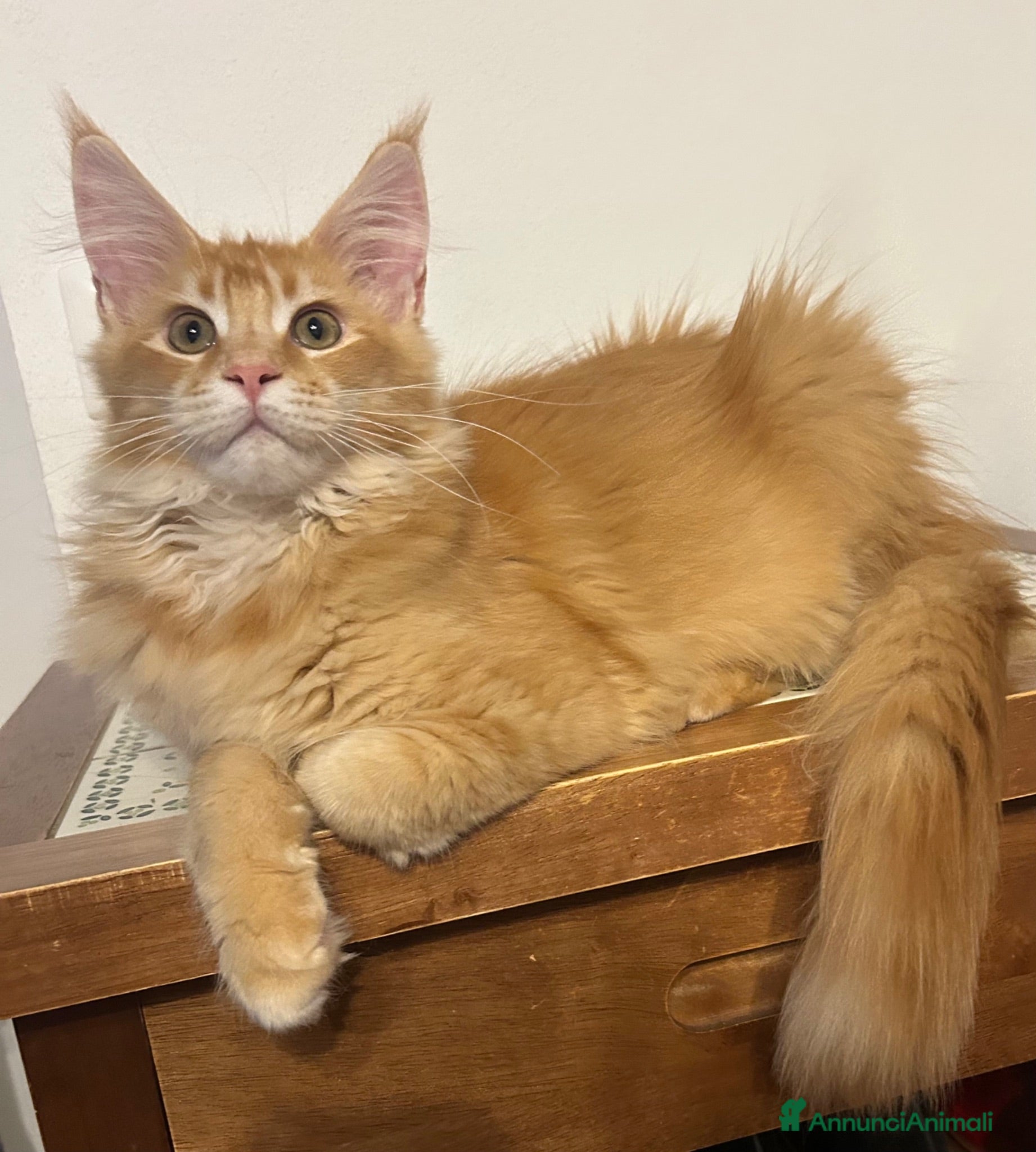 Maine Coon gatti Maine Coon red silver  - Annuncio 13