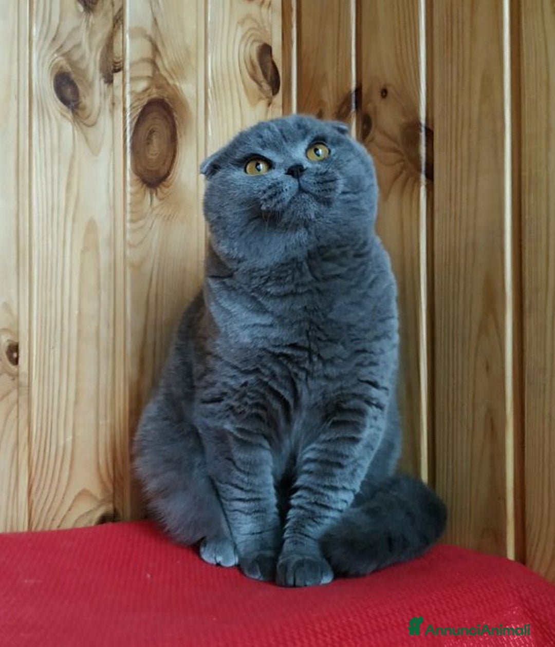 Scottish gatti in vendita: Scottish  - Annuncio 2