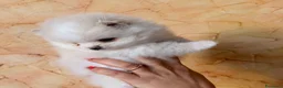 Volpino Pomerania cani in vendita: Cuccioli di Pomerania nano  - Annuncio 22