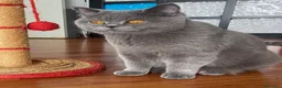 Scottish gatti in vendita: Dolcissima cucciola Scottish straight 🩷 - Annuncio 1