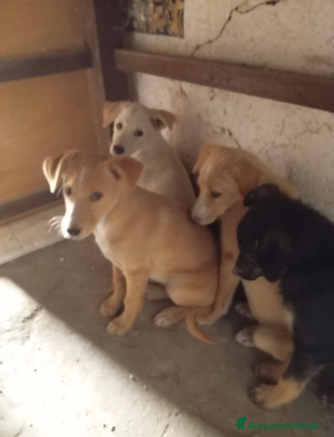 Meticcio cani in regalo: Dolce cucciola color miele 5 mesi tg media - Annuncio 5