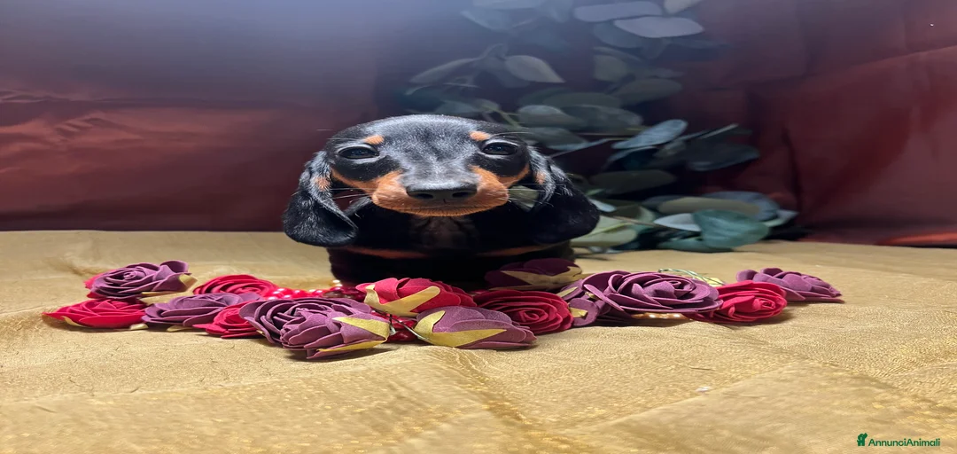 Immagine della galleria {{count}}